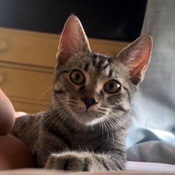 Douglas -  Tabby and Domestic Short Hair Cat for Adoption in Tulsa, Oklahoma - Douglas | PetCurious