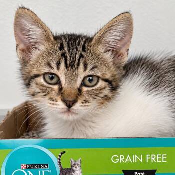 Creepy Crawler 33 -  Domestic Short Hair Cat for Adoption in Austin, Texas - Creepy Crawler 33 | PetCurious