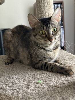Rescue Domestic Short Hair Cats for Adoption in Biloxi, Mississippi - Honey | PetCurious
