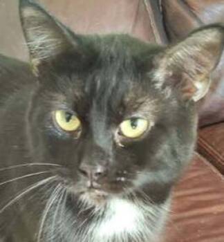 Speedy -  Domestic Short Hair Cat for Adoption in Dayton, Minnesota - Speedy | PetCurious