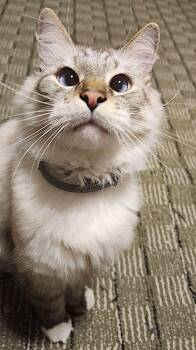 Beemo -  Siamese Cat for Adoption in Albemarle, North Carolina - Beemo | PetCurious