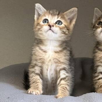 Rosa -  Domestic Medium Hair Cat for Adoption in Durango, Colorado - Rosa | PetCurious