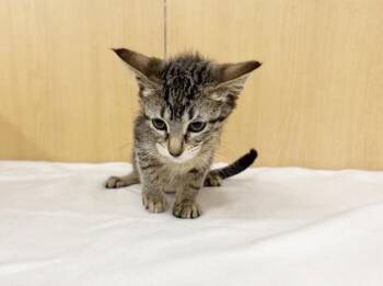 NOVA -  Domestic Short Hair Cat Available for Adoption in Brentwood, Missouri - NOVA | PetCurious