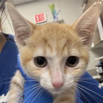 FWT Alice -  Domestic Short Hair Cat for Adoption in Midland, Texas - FWT Alice | PetCurious