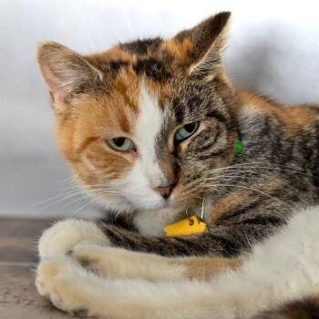 Domestic Short Hair Cats Available for Adoption - CLARA | PetCurious