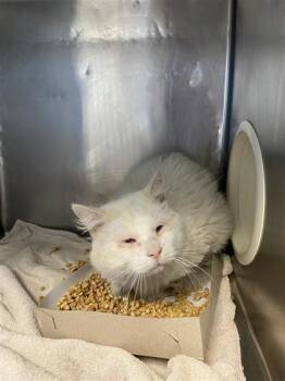 ONION -  Domestic Long Hair Cat for Adoption in El Paso, Texas - ONION | PetCurious