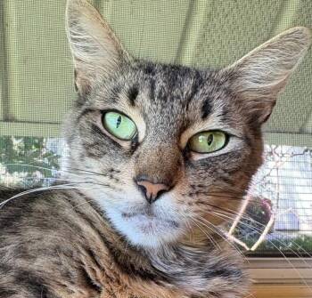 Perry -  Domestic Medium Hair Cat for Adoption in New Woodstock, New York - Perry | PetCurious