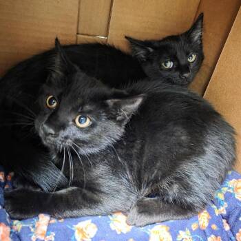Blackberry -  Domestic Short Hair Cat for Adoption in Oshkosh, Wisconsin - Blackberry | PetCurious