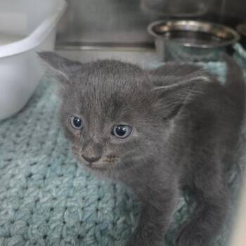 Comet -  Domestic Short Hair Cat for Adoption in Fredericksburg, Virginia - Comet | PetCurious