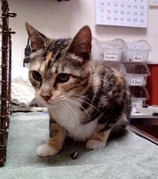 Domestic Short Hair Cats Available for Adoption in Martinez, California - AUTUMN | PetCurious