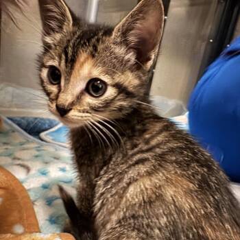 Birdie -  Domestic Short Hair Cat for Adoption in Las Vegas, Nevada - Birdie | PetCurious