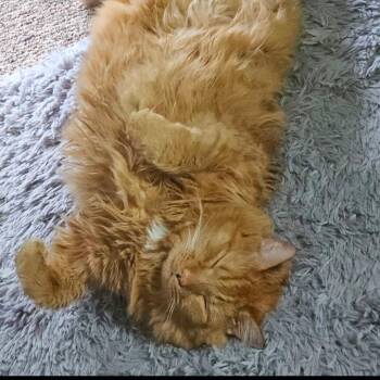 Domestic Medium Hair Cats Available for Adoption - Hunter | PetCurious