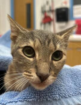 Rory -  Domestic Short Hair Cat for Adoption in Hartsville, South Carolina - Rory | PetCurious