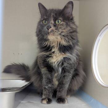 Nettie -  Domestic Medium Hair Cat Available for Adoption in Morden, Manitoba - Nettie | PetCurious