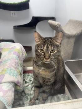 Alice/Jasper - Bonded Pair -  Domestic Short Hair Cat for Adoption in East Brookfield, Massachusetts - Alice/Jasper - Bonded Pair | PetCurious