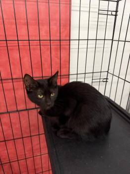 Sharpie -  Domestic Short Hair Cat for Adoption in Scranton, Pennsylvania - Sharpie | PetCurious