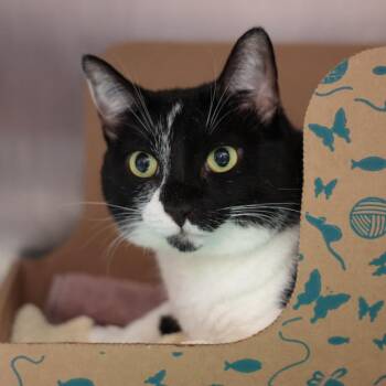 Jesslyn -  Domestic Short Hair Cat for Adoption in Goleta, California - Jesslyn | PetCurious