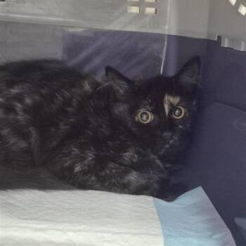 Tashi -  Domestic Short Hair Cat for Adoption in Salt Lake City, Utah - Tashi | PetCurious