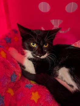 Rescue Domestic Short Hair Cats for Adoption in Vancouver, Washington - Alvina | PetCurious