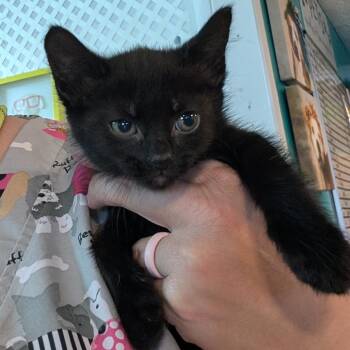 Domestic Short Hair Cats Available for Adoption in Jefferson City, Tennessee - Twin 2 | PetCurious