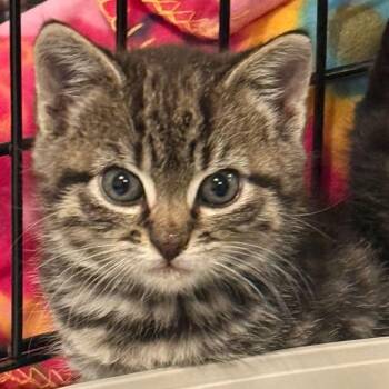 Rescue Domestic Short Hair Cats for Adoption in Winchester, Virginia - Adora | PetCurious