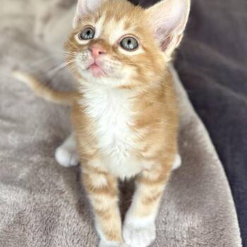 Domestic Short Hair Cats Available for Adoption in Brownsboro, Alabama - Juice | PetCurious