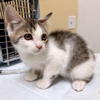 Chamomile -  Domestic Short Hair Cat for Adoption in Woodinville, Washington - Chamomile | PetCurious
