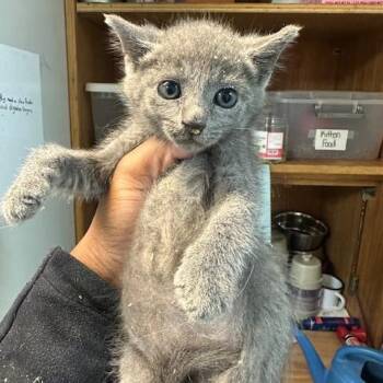Elvis -  Domestic Short Hair Cat for Adoption in Enterprise, Alabama - Elvis | PetCurious