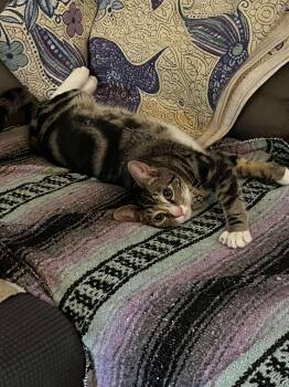 Rescue Domestic Short Hair Cats for Adoption in Puyallup, Washington - Rex | PetCurious