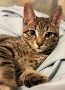 Pinto-Must be adopted with a buddy cat -  Domestic Short Hair Cat for Adoption in Toronto, Ontario - Pinto-Must Be Adopted With A Buddy Cat | PetCurious