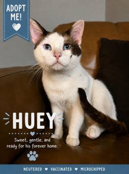 Huey -  Domestic Short Hair Cat for Adoption in Casselberry, Florida - Huey | PetCurious
