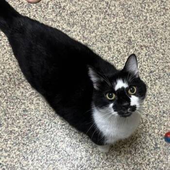 Spooky -  Domestic Short Hair Cat for Adoption in Merriam, Kansas - Spooky | PetCurious