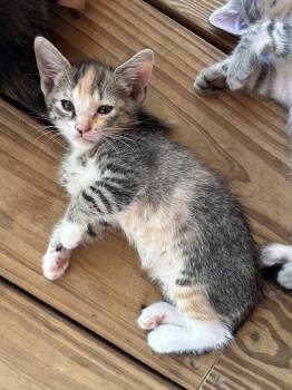 Dottie West -  Domestic Short Hair Cat for Adoption in Salisbury, North Carolina - Dottie West | PetCurious
