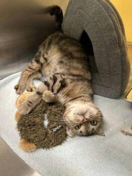 Luna -  Domestic Short Hair Cat for Adoption in Denton, Texas - Luna | PetCurious