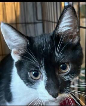 Rescue Domestic Short Hair Cats for Adoption in Evans City, Pennsylvania - Milo | PetCurious