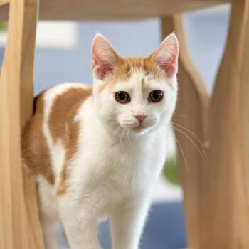 Rescue Domestic Short Hair Cats for Adoption in Mckean, Pennsylvania - Roper | PetCurious