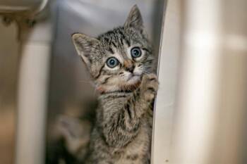 DOJA CAT -  Domestic Short Hair Cat for Adoption in Charlotte, North Carolina - DOJA CAT | PetCurious