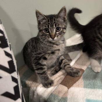Fritz -  Domestic Short Hair Cat for Adoption in Kenosha, Wisconsin - Fritz | PetCurious