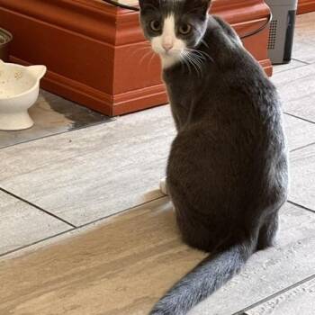 Mooky MUST BE ADOPTED WITH SPARKY OR BUDDY CAT -  Domestic Short Hair Cat for Adoption in Toronto, Ontario - Mooky MUST BE ADOPTED WITH SPARKY OR BUDDY CAT | PetCurious