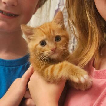 Mango in Manchester, MD -  Domestic Short Hair Cat for Adoption - Mango In Manchester, MD | PetCurious