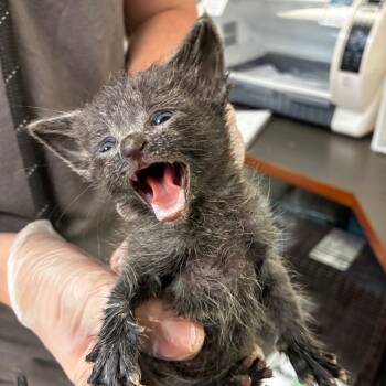 Rescue Domestic Short Hair Cats for Adoption in Columbus, Georgia - Lachesis | PetCurious