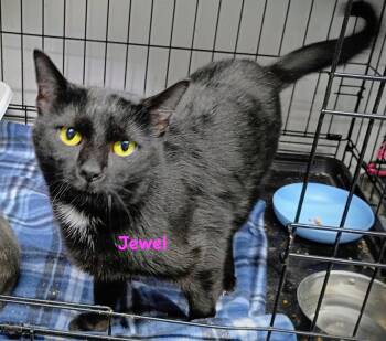 Domestic Short Hair Cats Available for Adoption - Jewel | PetCurious