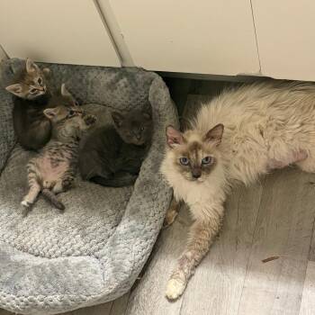 Labradorite -  Domestic Medium Hair Cat for Adoption in Tempe, Arizona - Labradorite | PetCurious