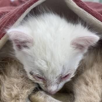 Domestic Short Hair Cats Available for Adoption in Harrisonburg, Virginia - 70878 | PetCurious