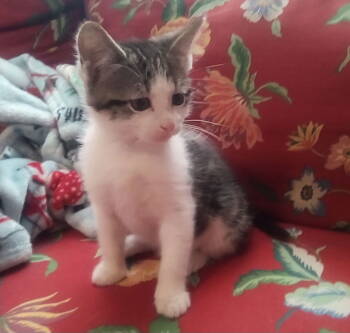 Rescue Domestic Medium Hair Cats for Adoption in San Antonio, Texas - CHAD | PetCurious