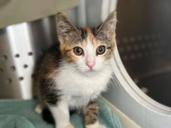 Cutecumber -  Domestic Short Hair Cat for Adoption in Newberg, Oregon - Cutecumber | PetCurious