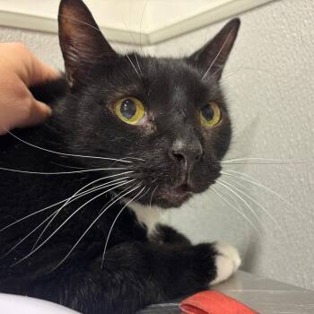 Baby Boy -  Domestic Short Hair Cat for Adoption in Tampa, Florida - Baby Boy | PetCurious