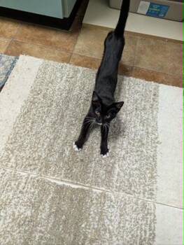 Domestic Short Hair Cats Available for Adoption in South Bend, Indiana - Mittens | PetCurious