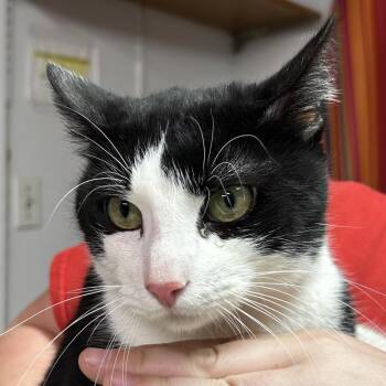 Domestic Short Hair Cats Available for Adoption in Leander, Texas - Bond | PetCurious