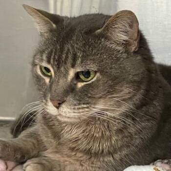 Domestic Short Hair Cats Available for Adoption in Cumming, Georgia - Damson | PetCurious